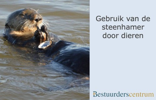 Gebruik-van-de-steenhamer-door-dieren